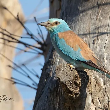 L'oiseau Bleu Merle Bleu Roubia