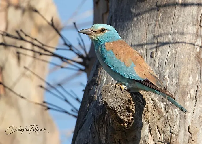 L'oiseau Bleu Merle Bleu Roubia
